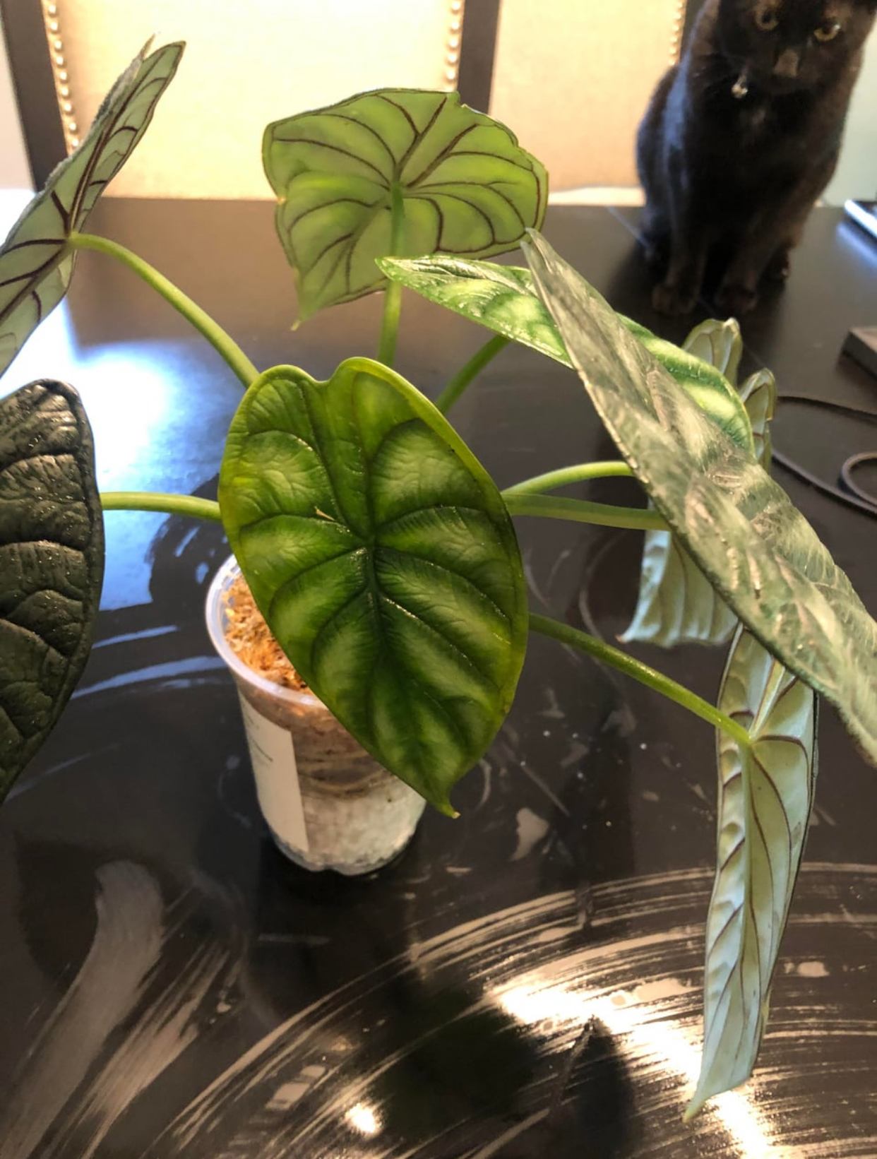 alocasia dragon scale for sale