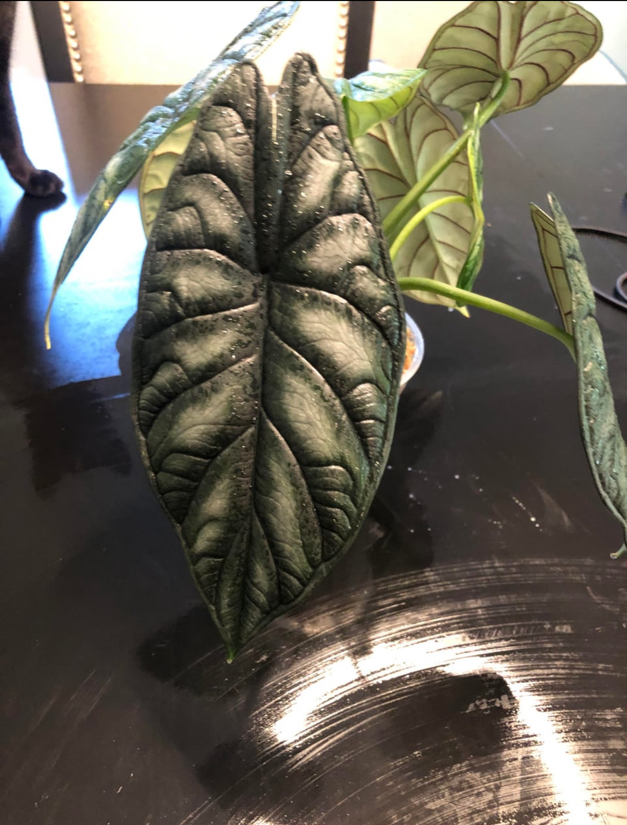 buy alocasia dragon scale online
