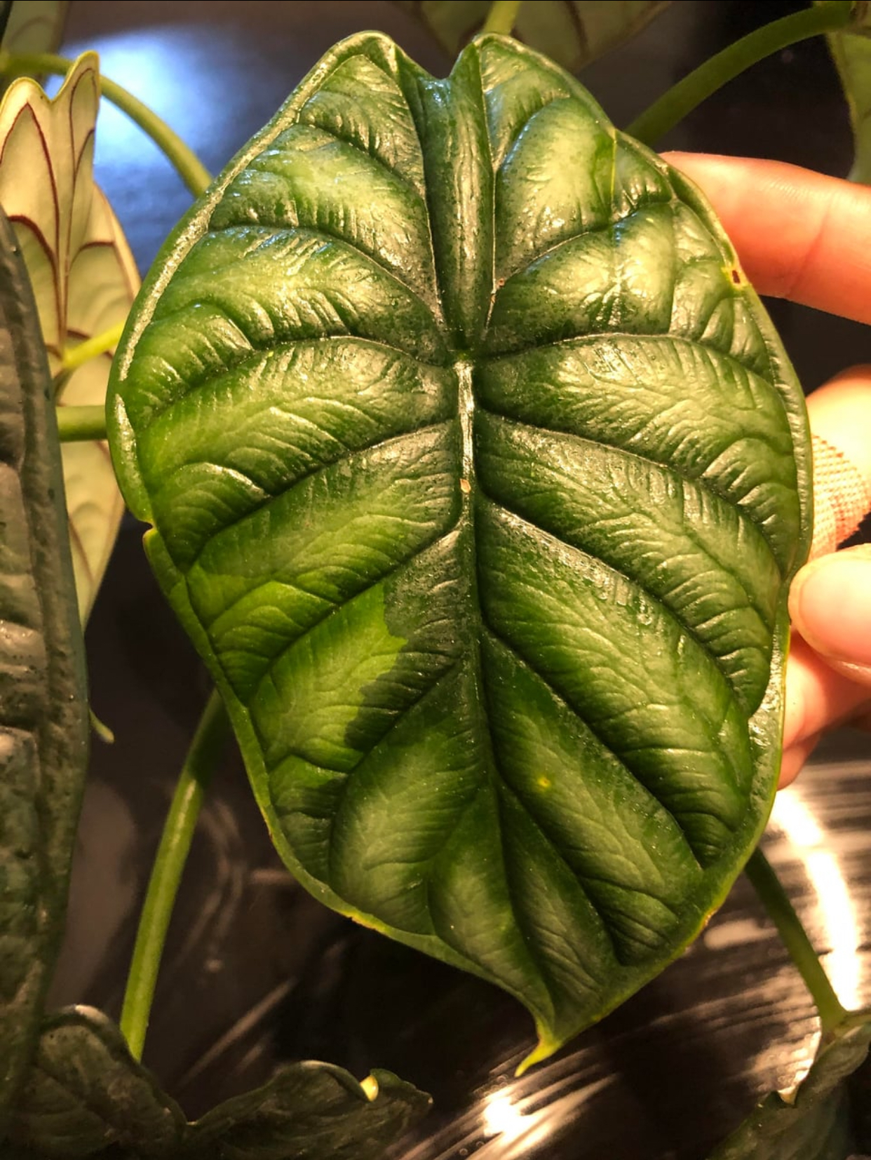alocasia dragon scale