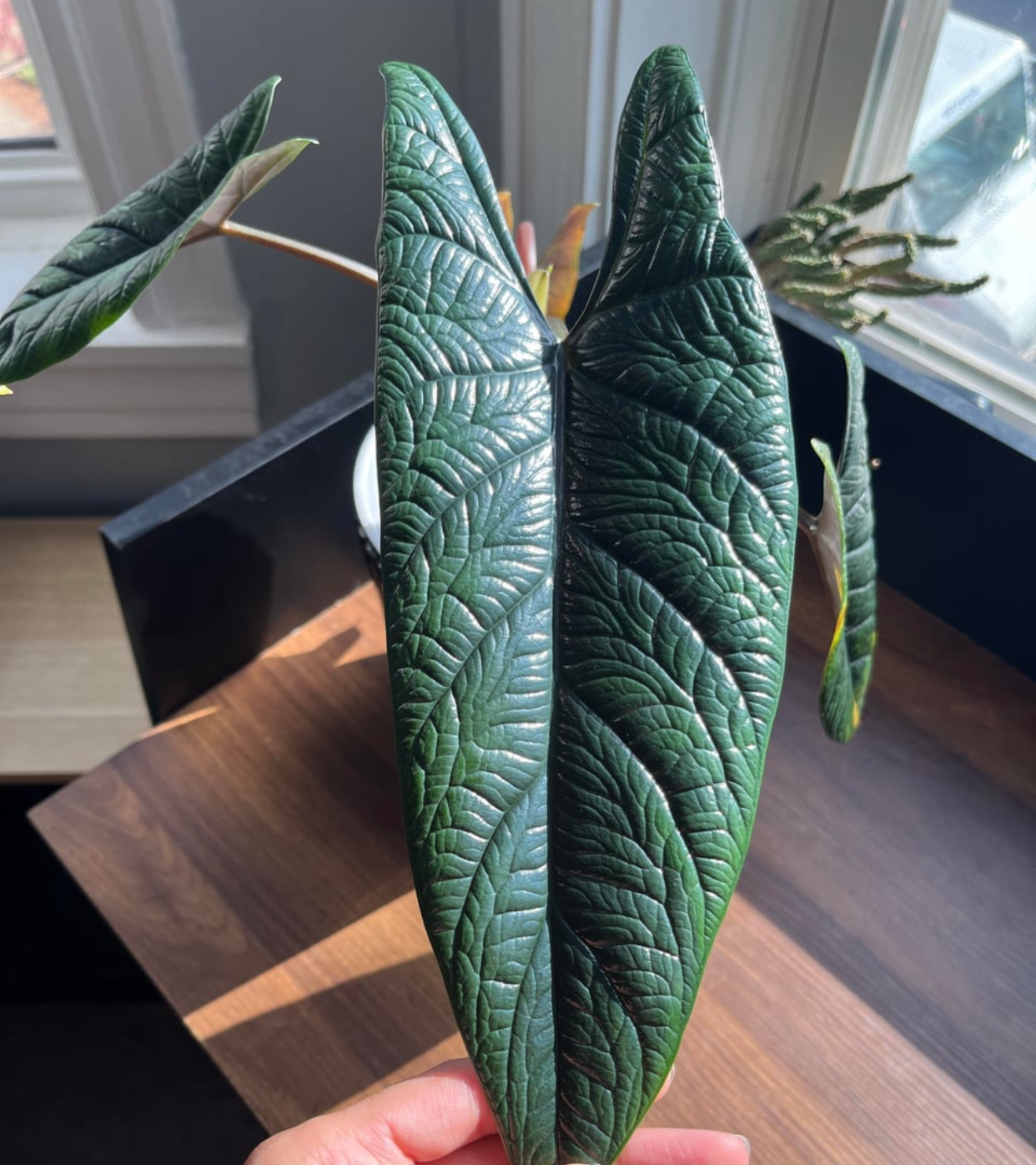 alocasia scalprum for sale