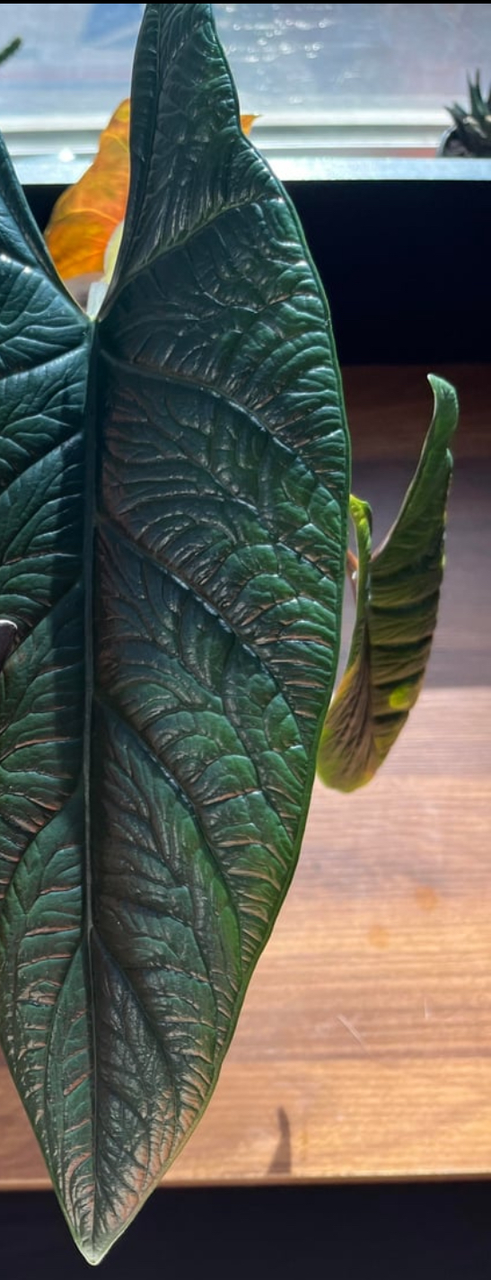 narrow-leaf alocasia