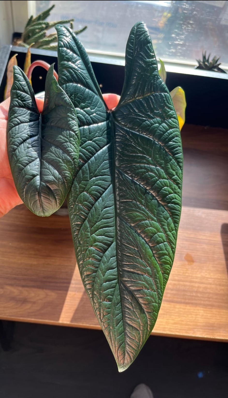 Alocasia Scalprum