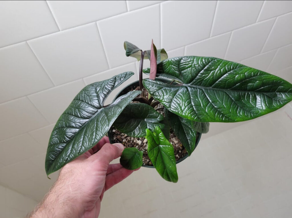 how to care for alocasia plants