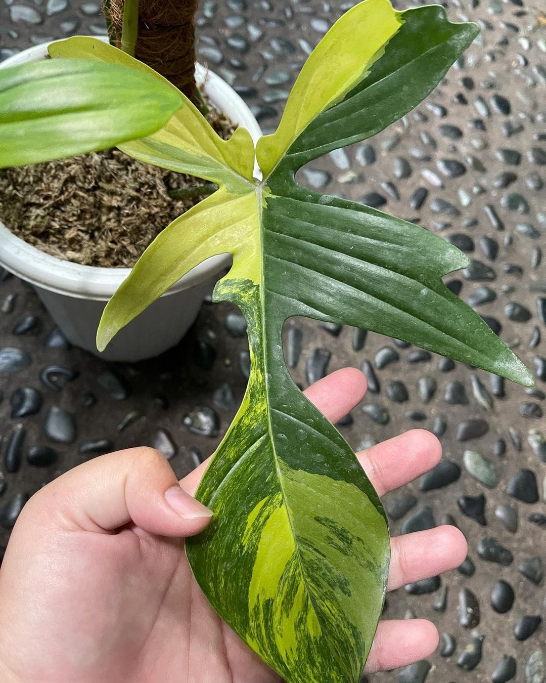 Philodendron Care Guide