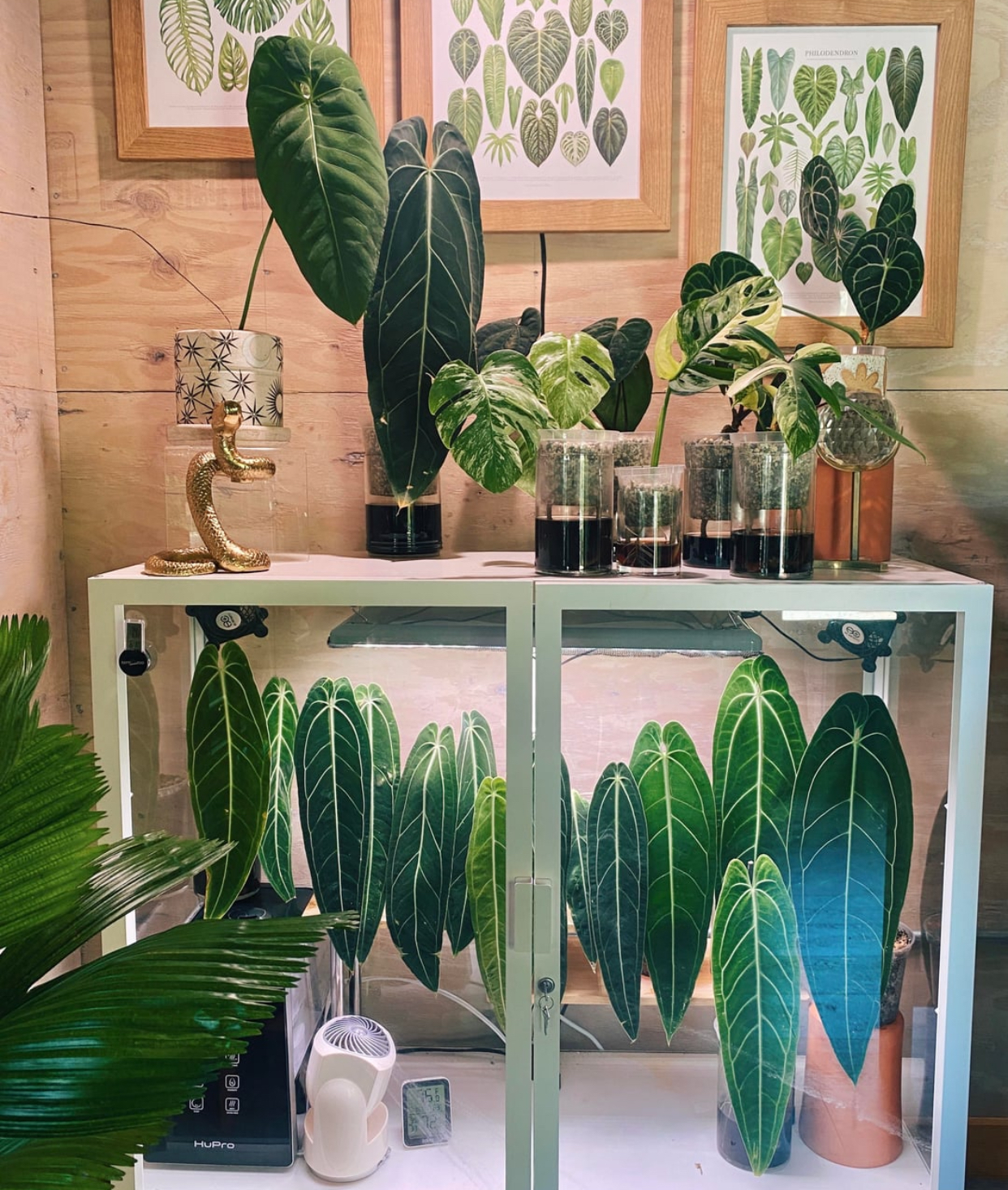 Velvet-Leaf Anthuriums Care & Collector Guide | Variegated Plant Shop