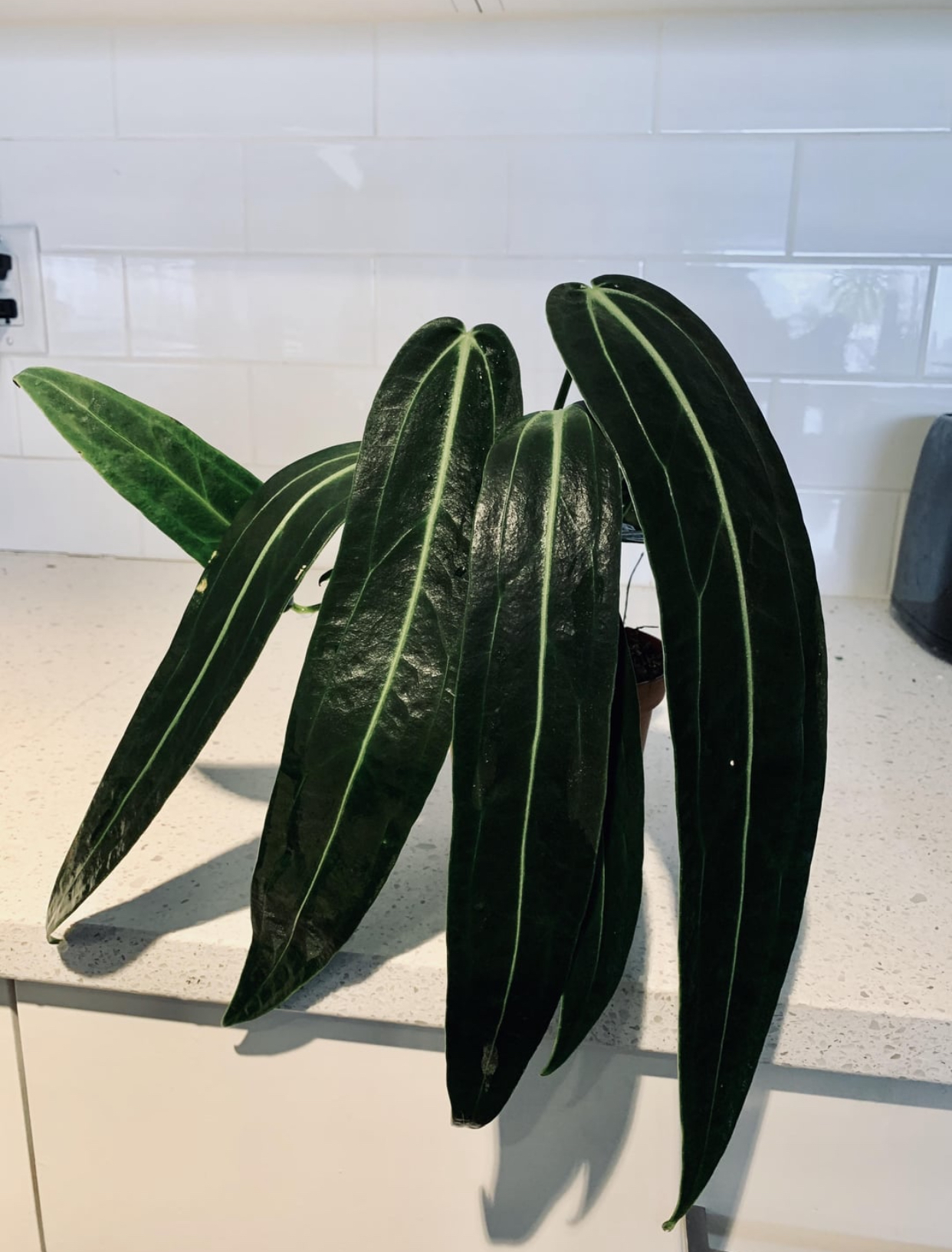 Anthurium Warocqueanum