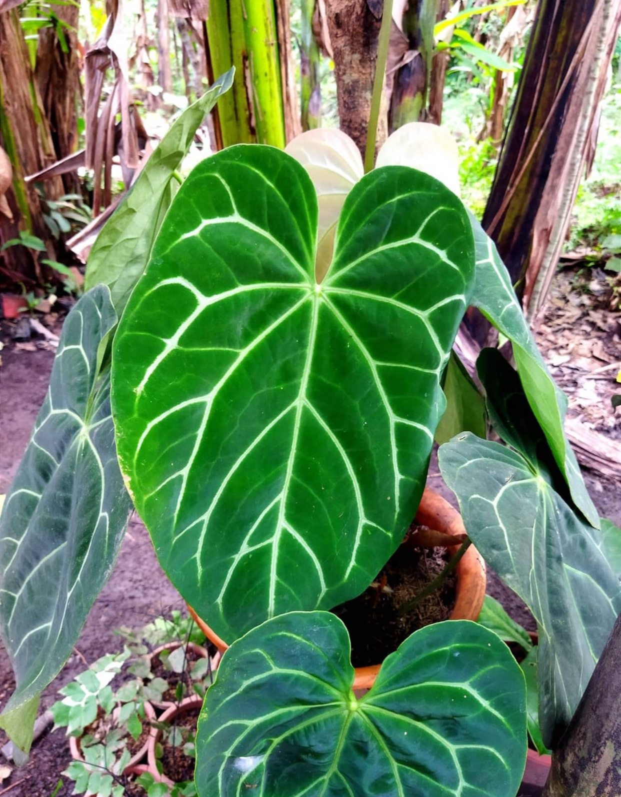 Anthurium Crystallinum x Magnificum