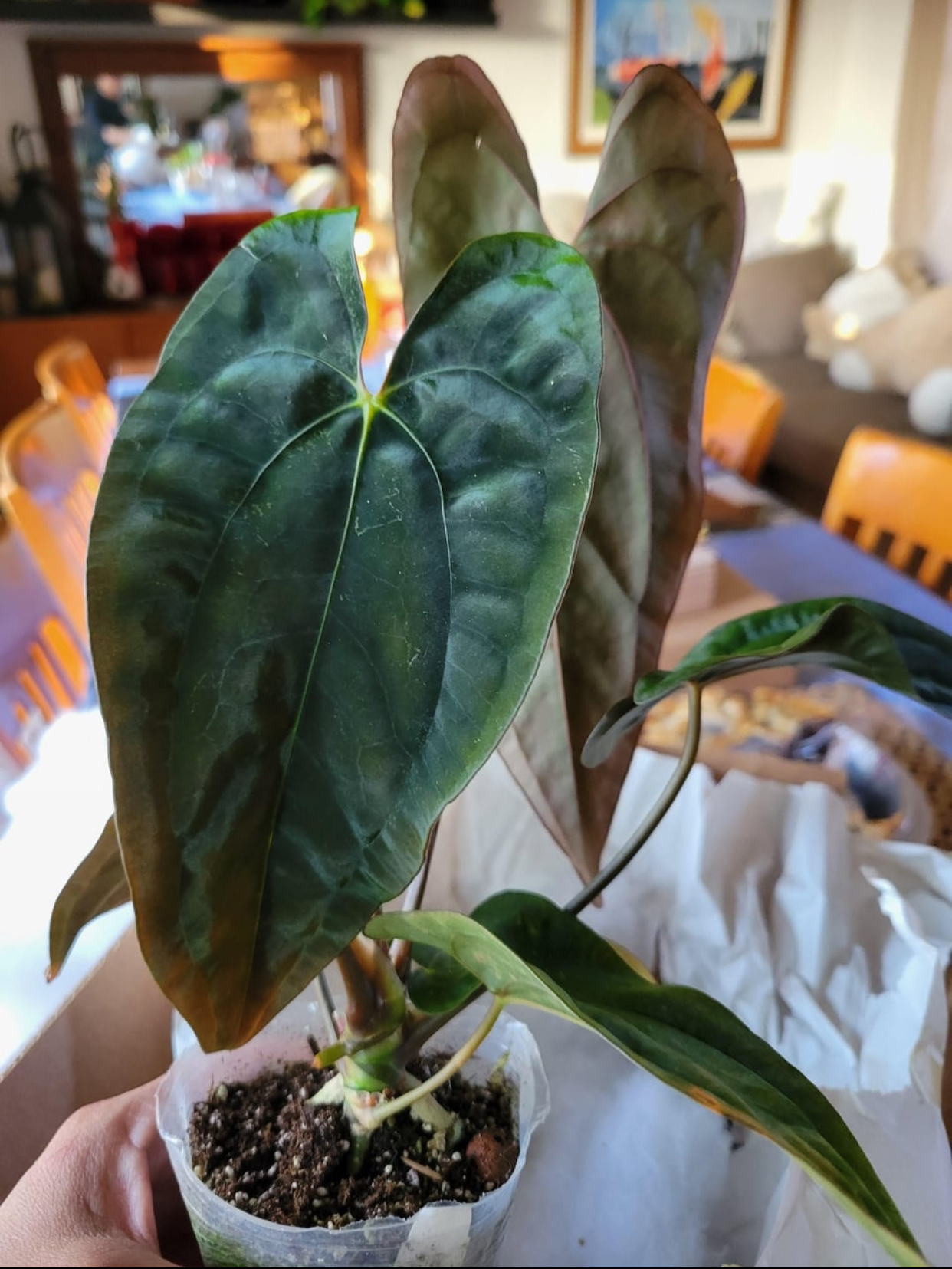 Anthurium Papillilaminum 