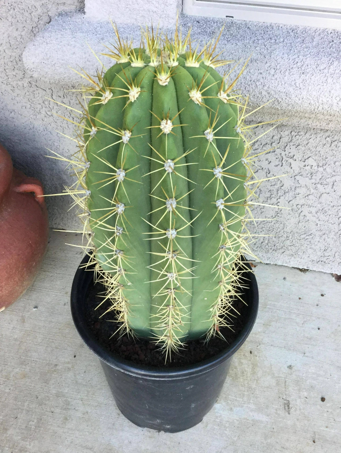 Argentine Saguaro