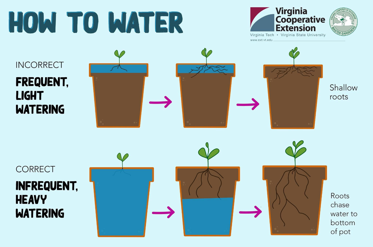 how to water houseplants 