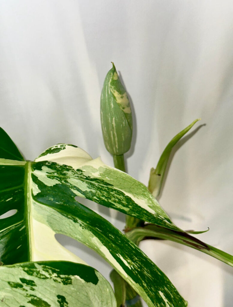 initial monstera albo flowering stage 