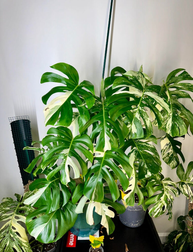 Monstera Albo flower stages