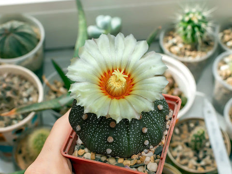 https://cdn.shopify.com/s/files/1/0043/3628/7813/files/Astrophytum-asterias_1bc030e1-d04d-425c-9b02-9360b0f9584a_480x480.jpg?v=1705320822