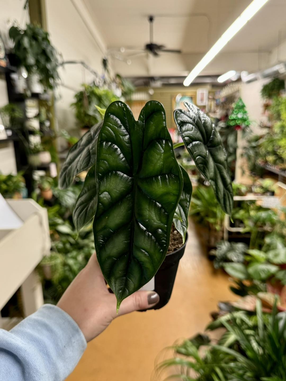 Alocasia Dragon Scale Care Guide