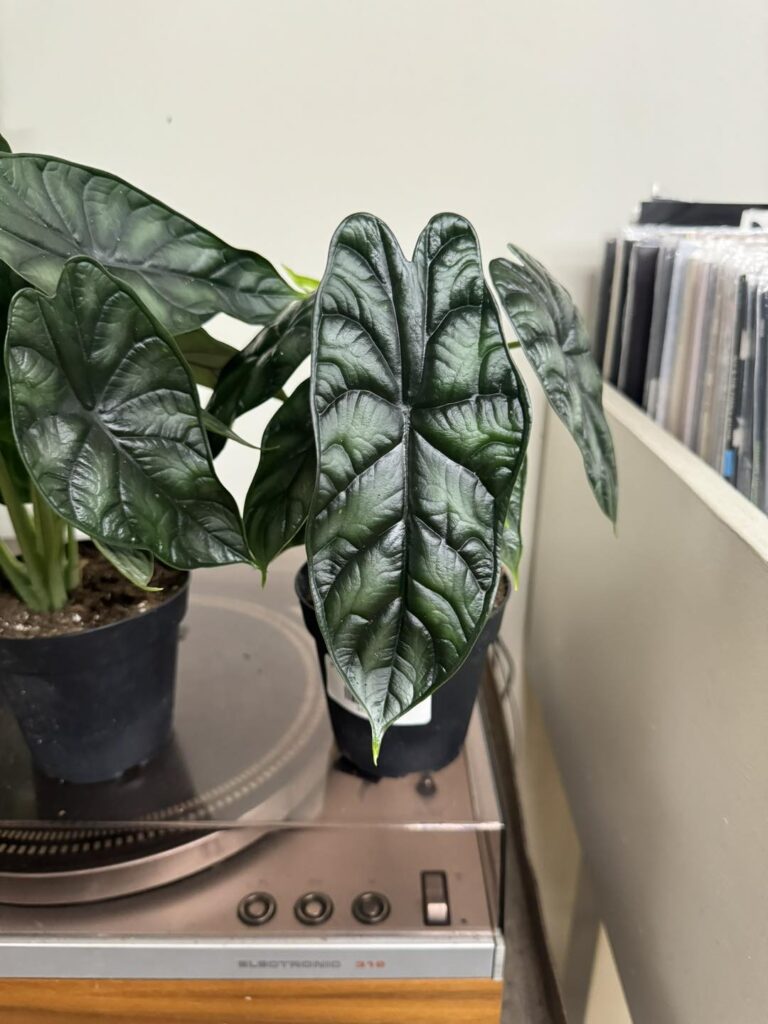Alocasia Dragon Scale care