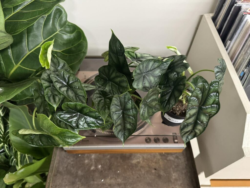 Alocasia baginda Dragon Scale
