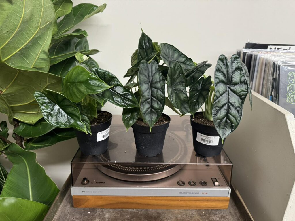 collector jewel Alocasia 2026
