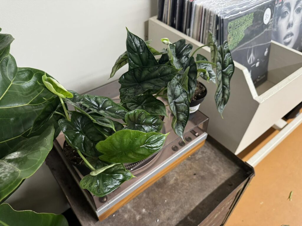 jewel Alocasia for sale