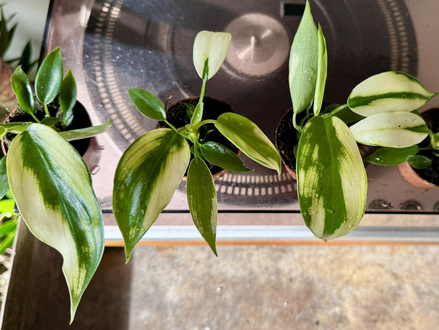 Philodendron White Knight