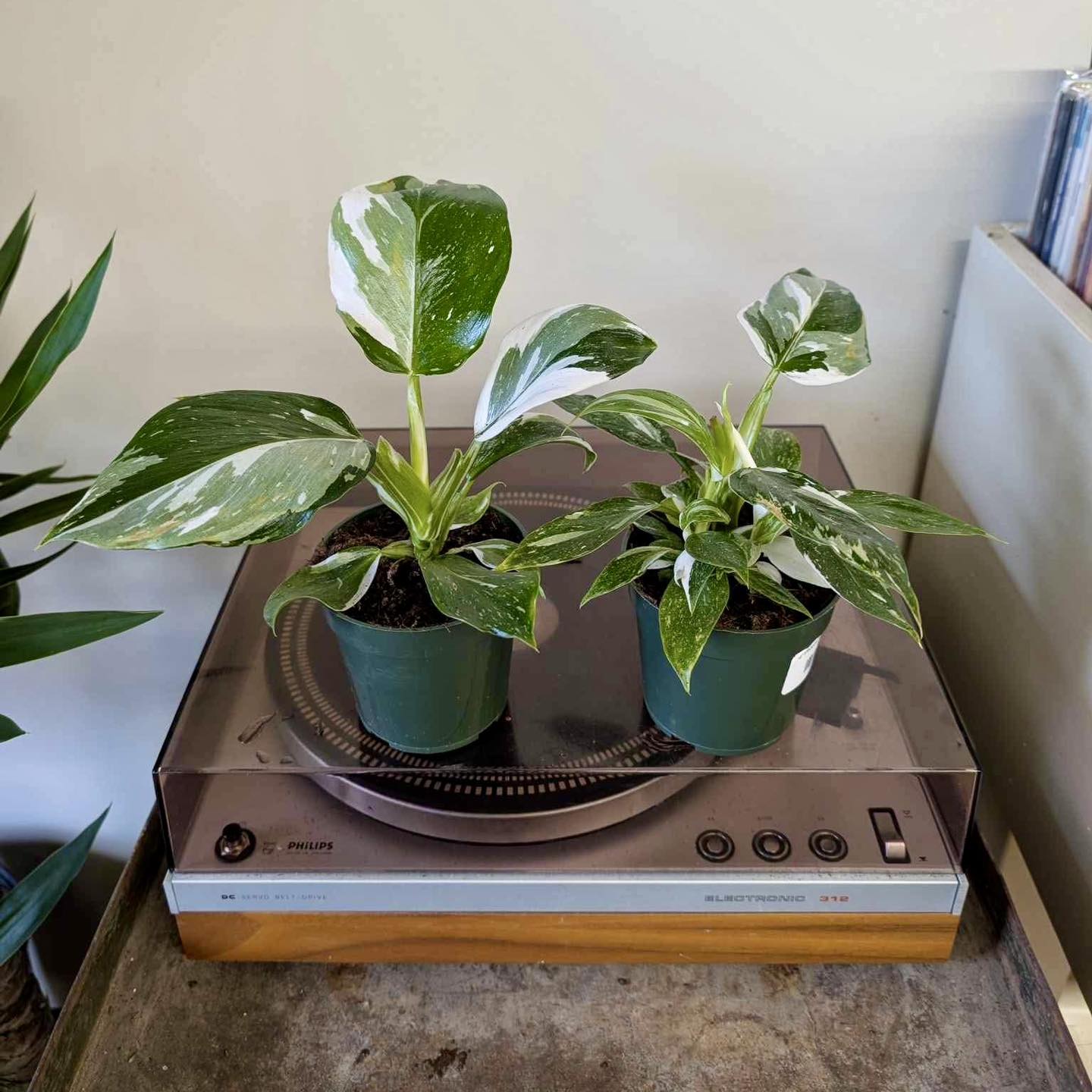 buy Philodendron White Princess online