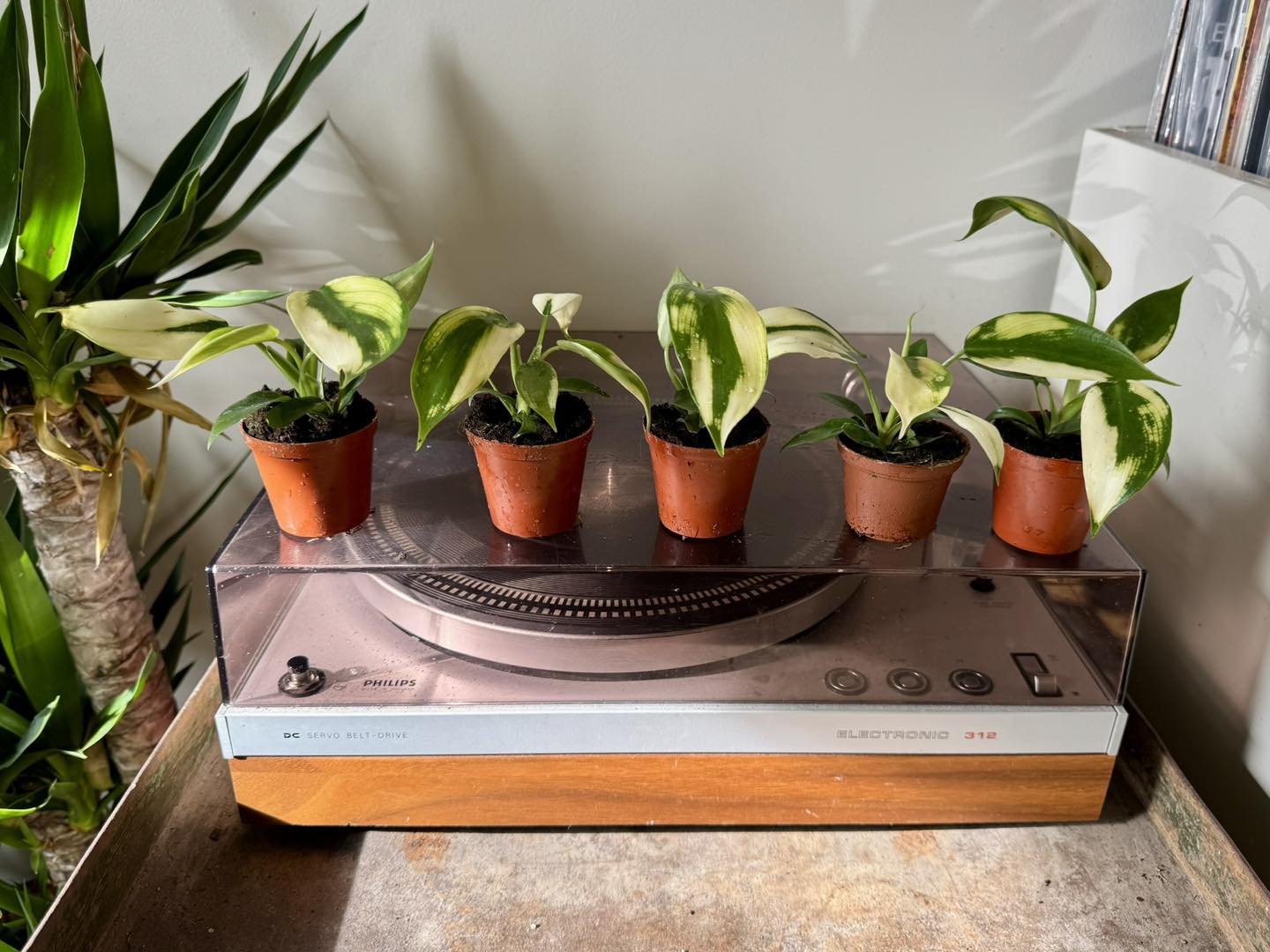 Philodendron White Knight for sale