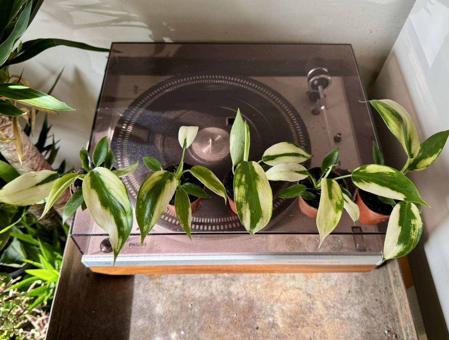 buy Philodendron White Knight online