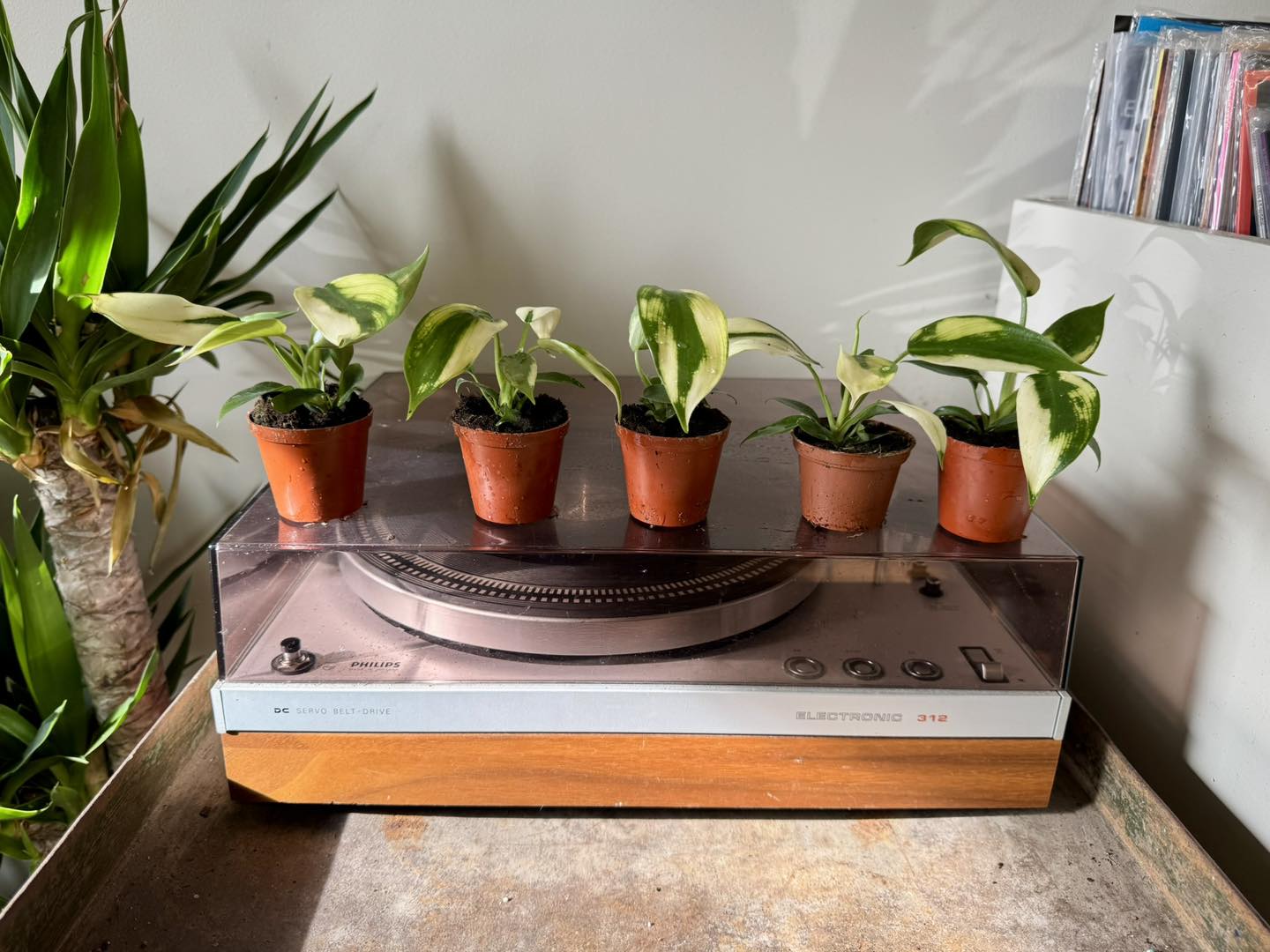 White Knight Philodendron burgundy stem