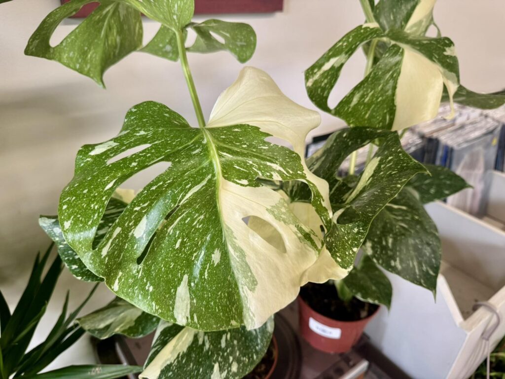 monstera thai constellatiion leaf