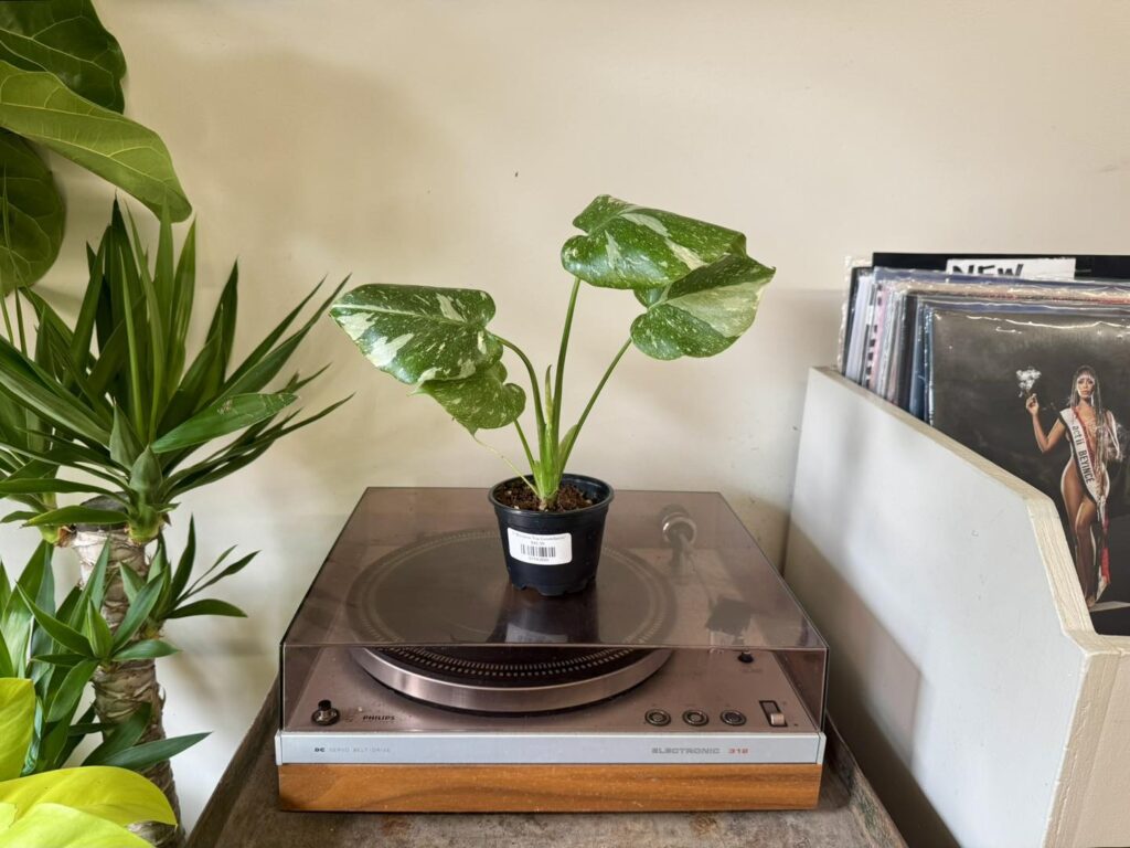 monstera thai constellatiion