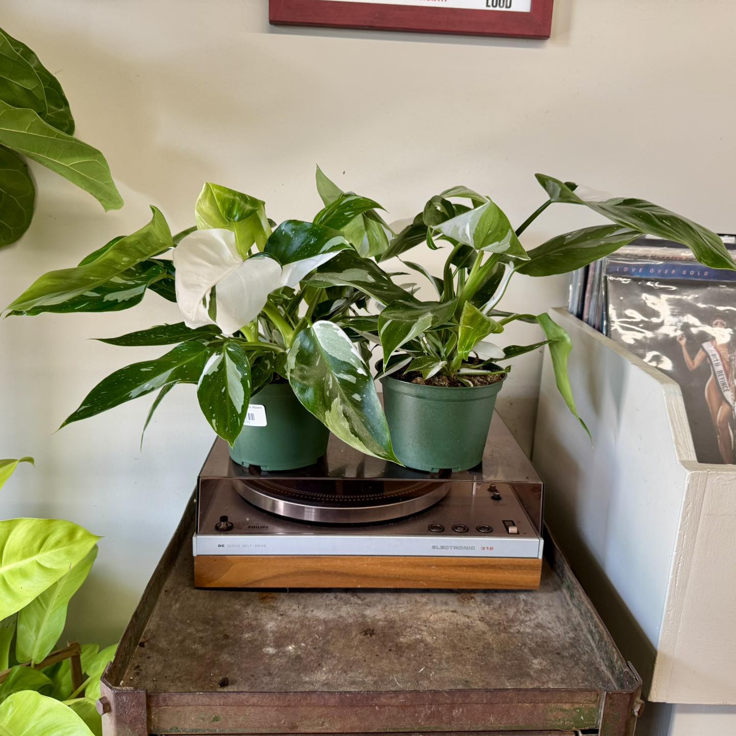 Philodendron White Princess for sale