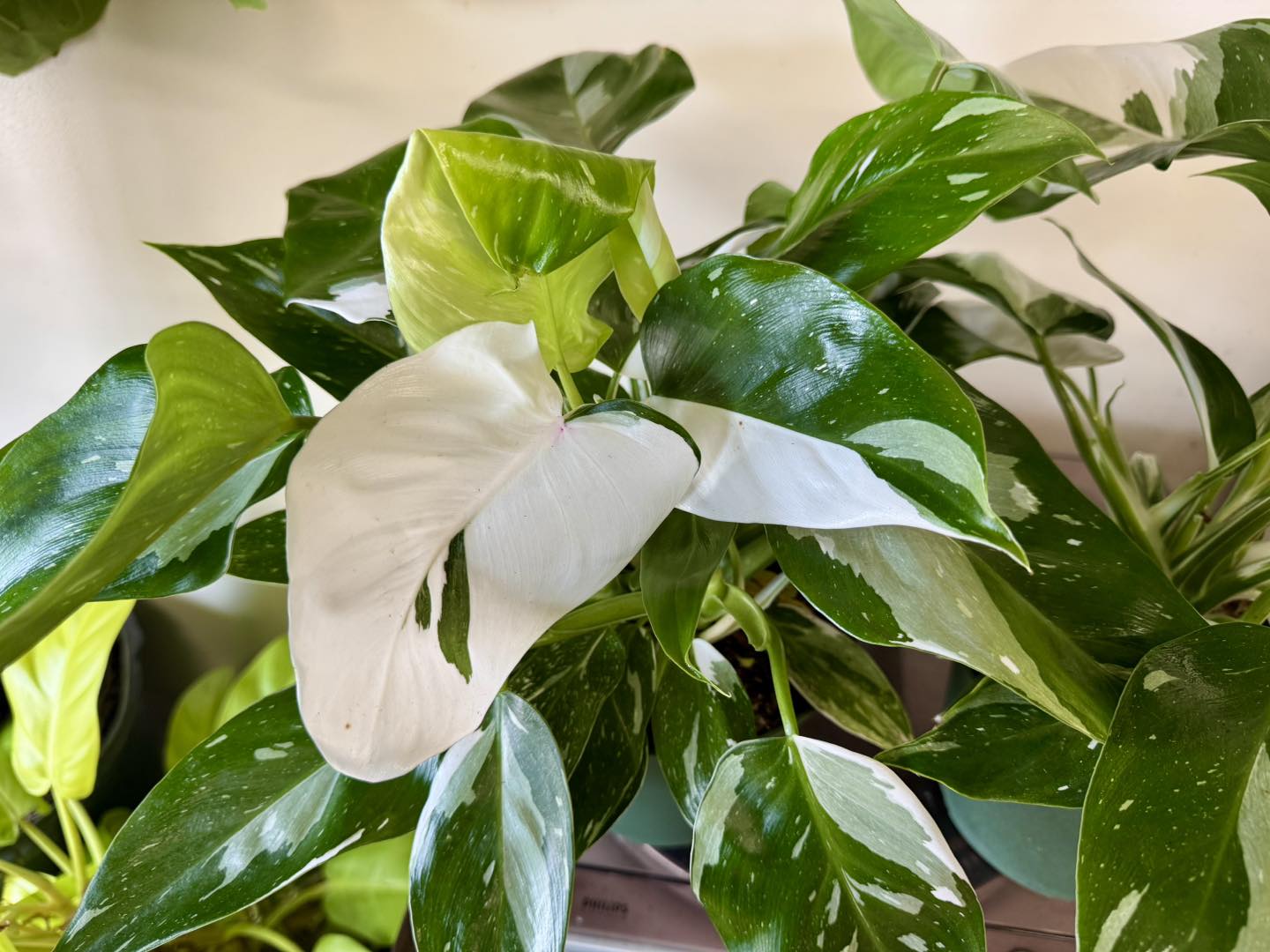 White Wizard vs White Knight Philodendron