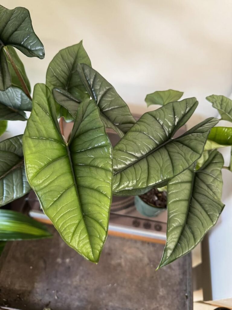 Alocasia Green Dragon for sale