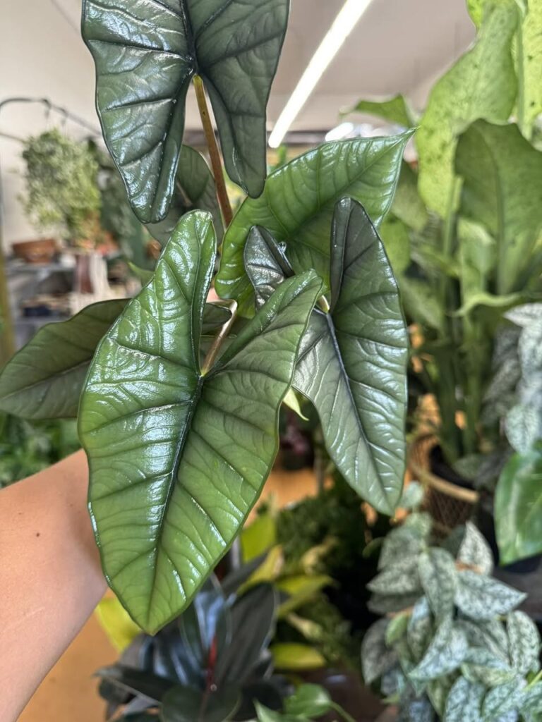Alocasia Green Dragon care guide