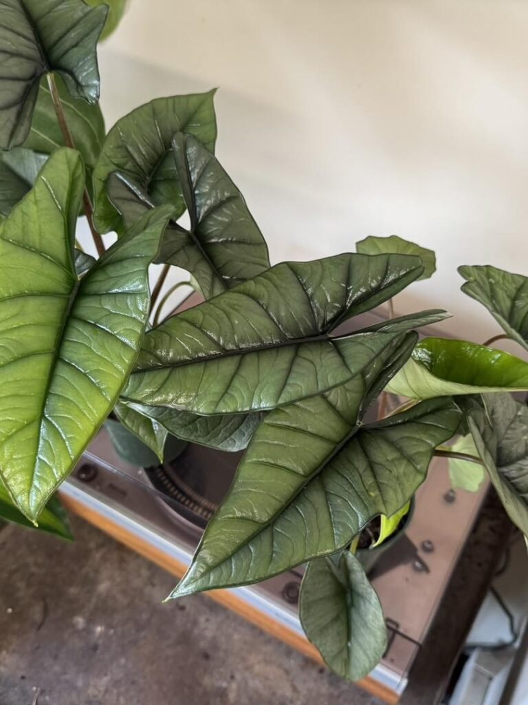 Alocasia Green Dragon vs Dragon Scale vs Silver Dragon