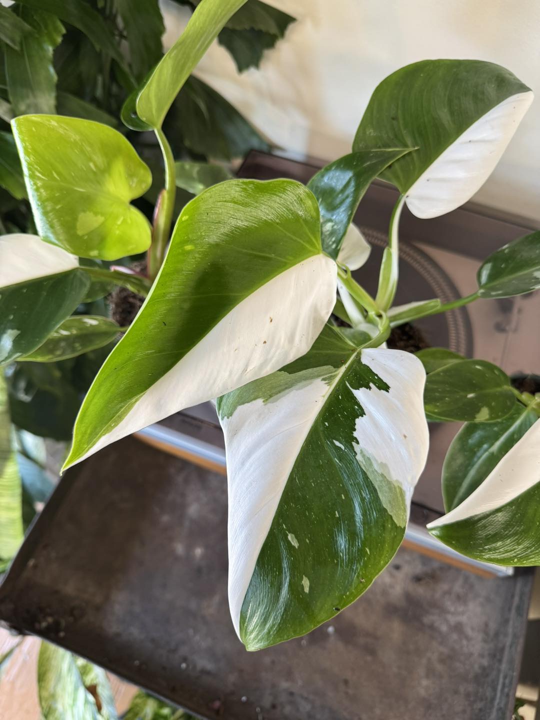 White Princess Philodendron pink variegation