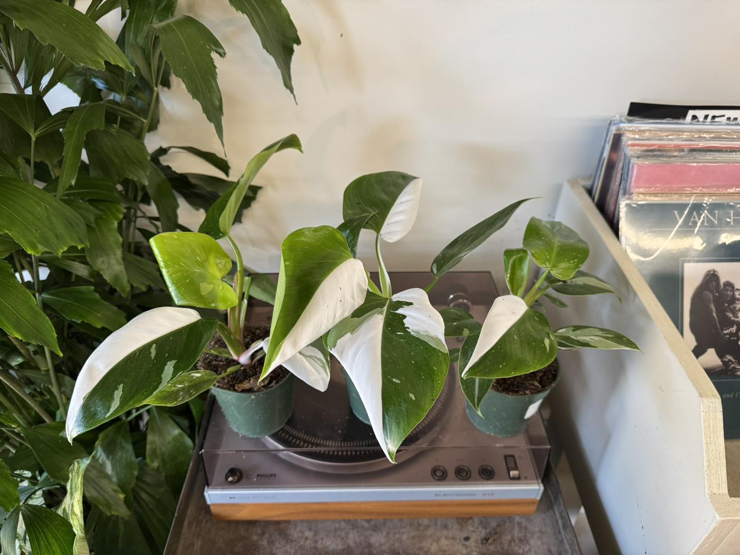 Philodendron White Princess rooted plant