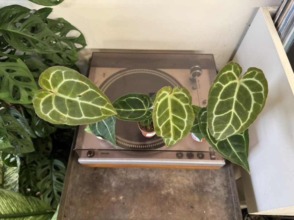velvet heart shaped anthurium