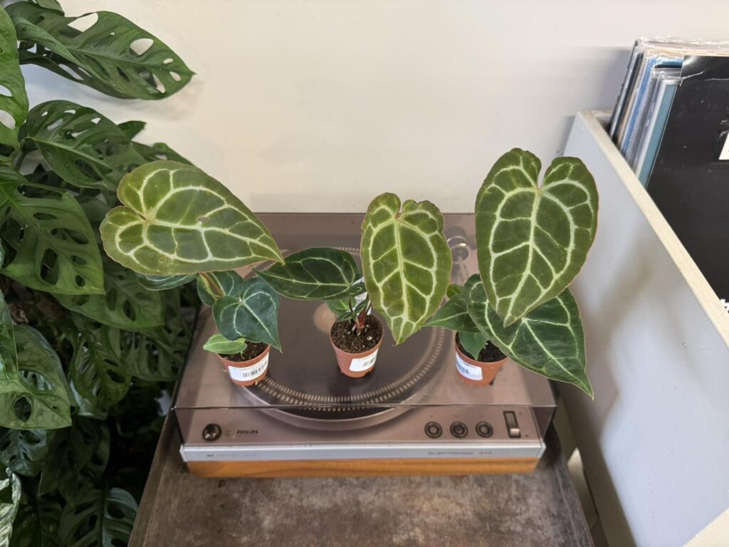anthurium crystallinum hybrid vigor