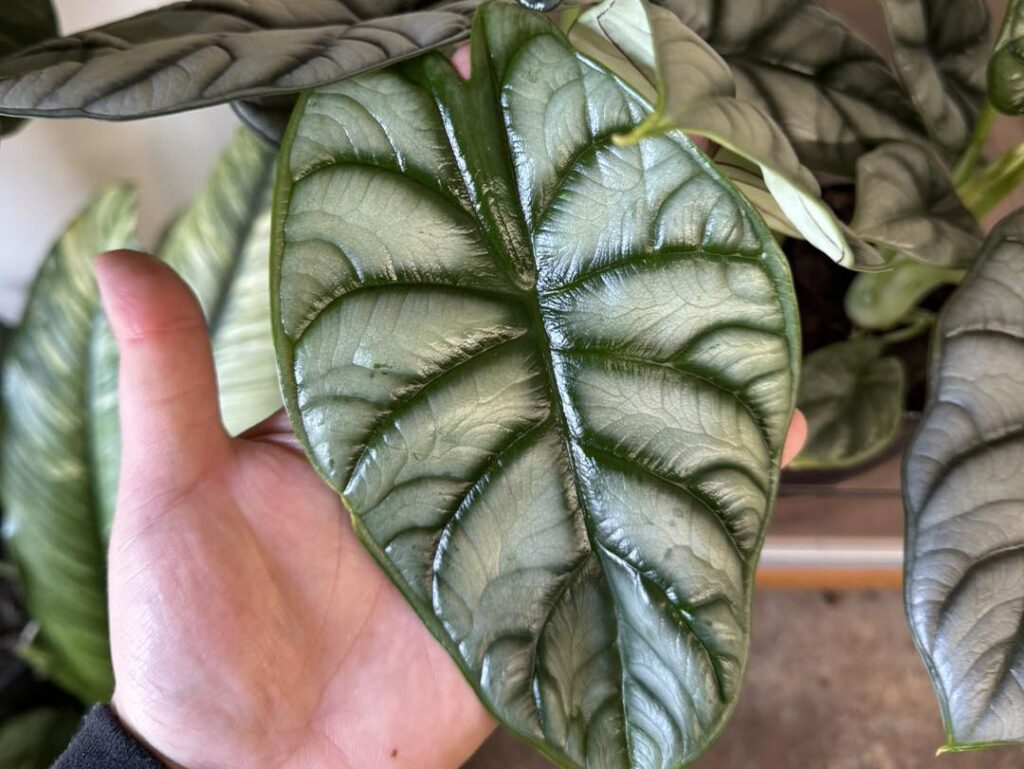 Alocasia Silver Dragon for sale