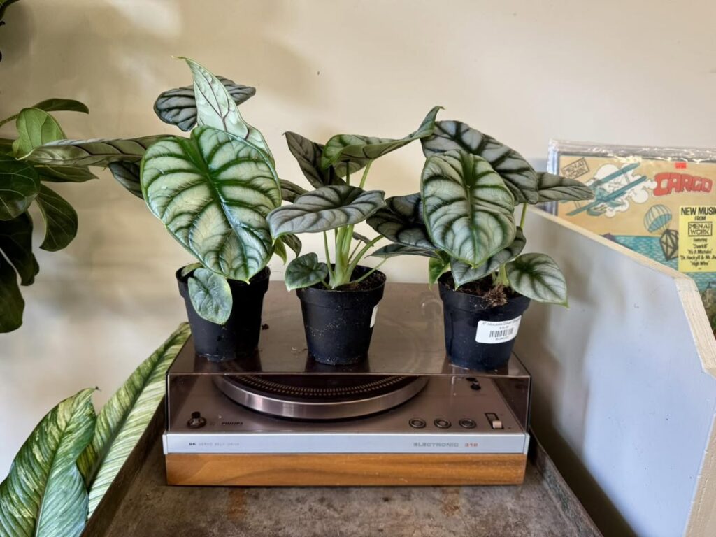Alocasia Silver Dragon care guide