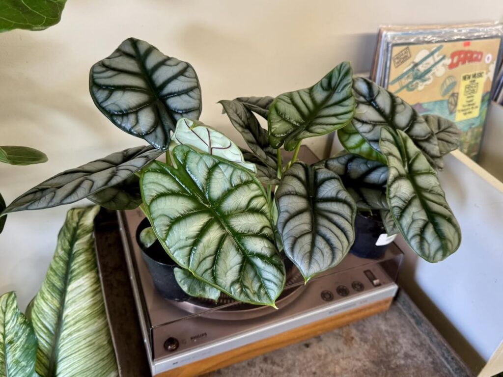 Alocasia Silver Dragon vs Dragon Scale