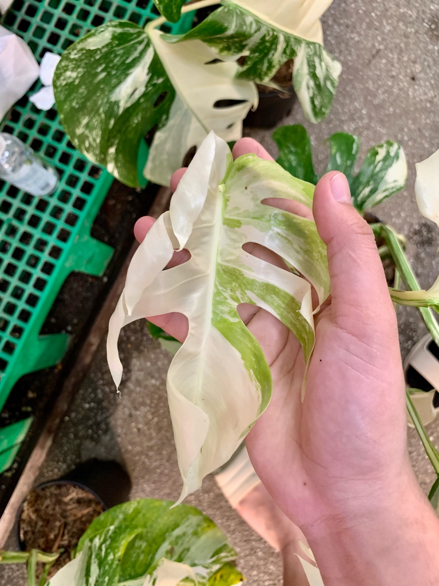 Monstera Albo Borsigiana leaf 