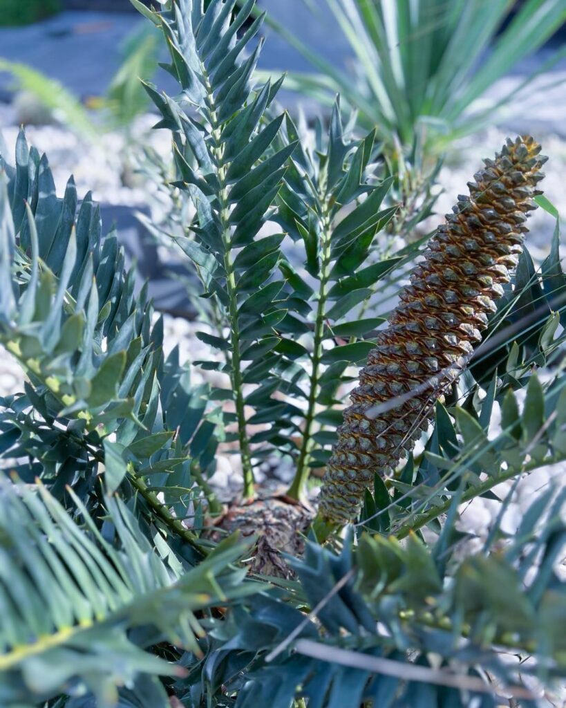 E. horridus cones