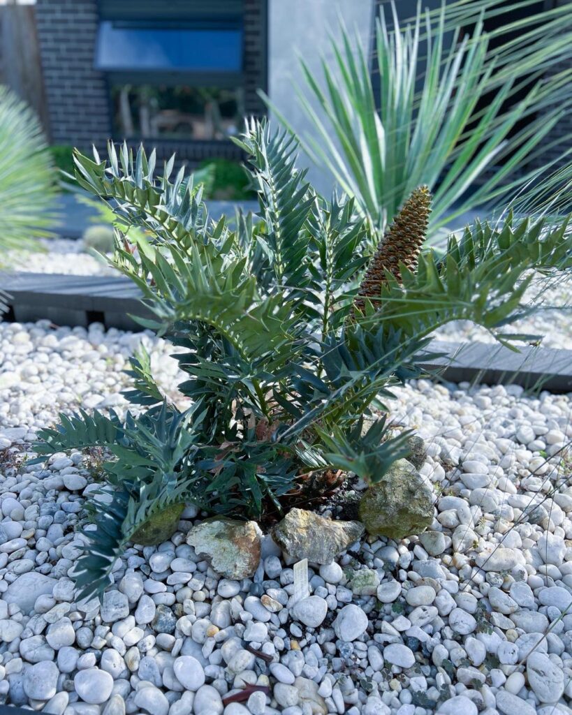 blue cycads